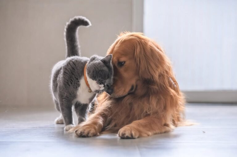 A Gentle Guide to the Safe Mating of Dogs and Cats: Ensuring Love and Harmony