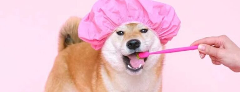 For Your Pet’s Dental Hygiene – Sharing Secrets, Tips and Tricks