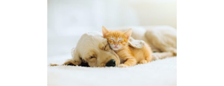 All About Keeping Your Pets Safe During India’s Heatwave